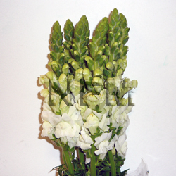 snapdragons white flowers